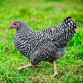 Barred Plymouth Rock